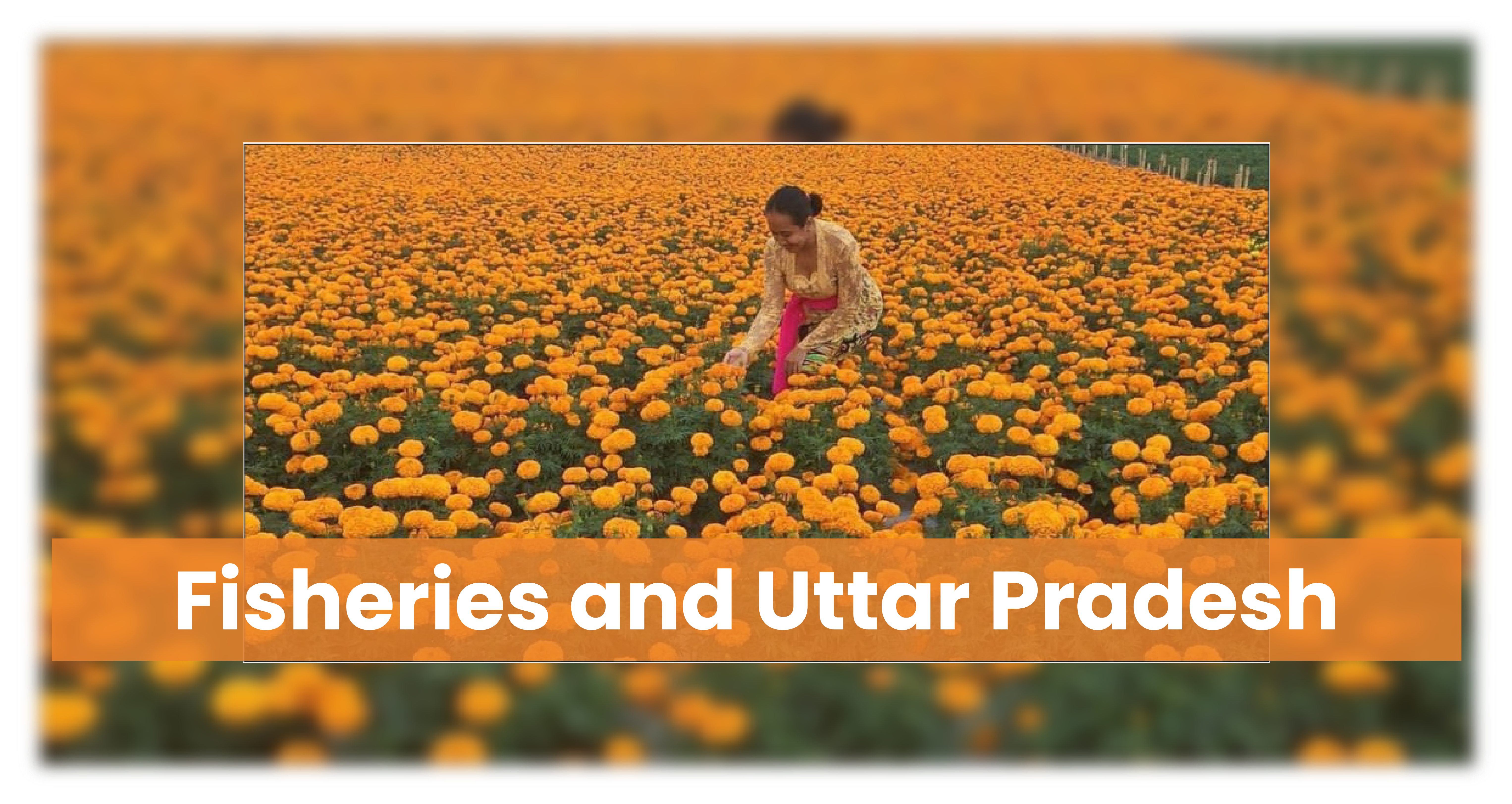 फूलों की खेती और उत्तर प्रदेश